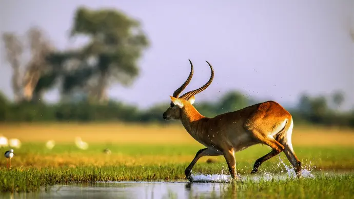 Antelope in Botswana safari landscape
