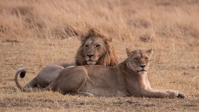 Lion resting in Okavango Delta Botswana