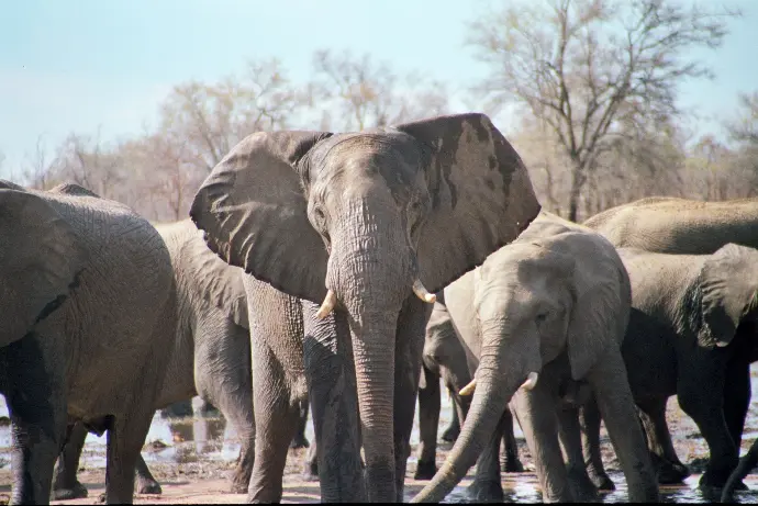 Elephants crossing Chobe National Park Botswana