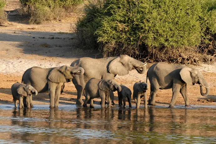 Wildlife safari scene in Botswana national park