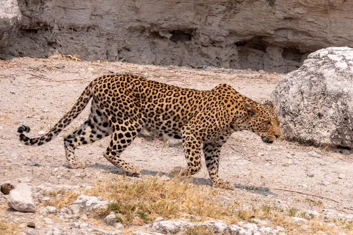 Leopard in Okavango Delta Botswana