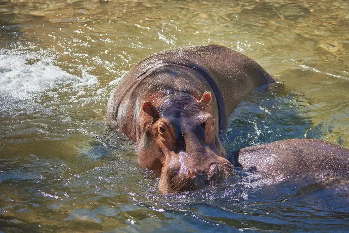 Hippopotamus in Chobe River Botswana
