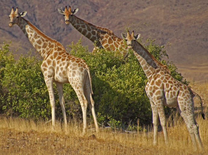 Giraffes