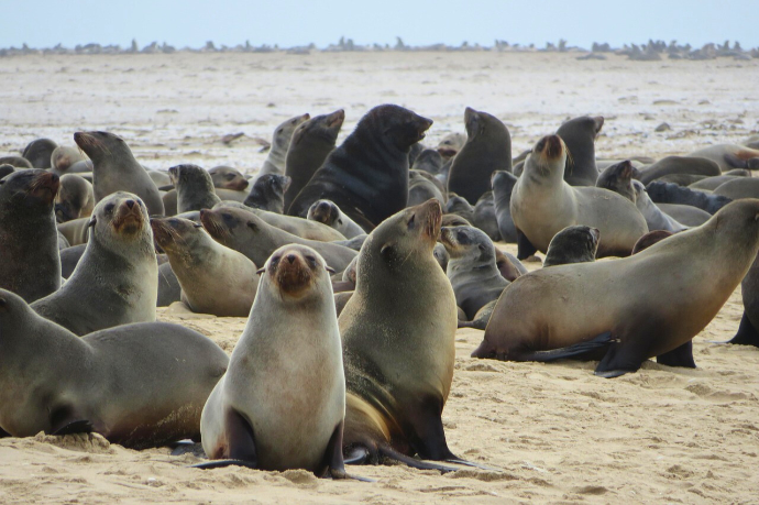 Cape Cross Seal Colony