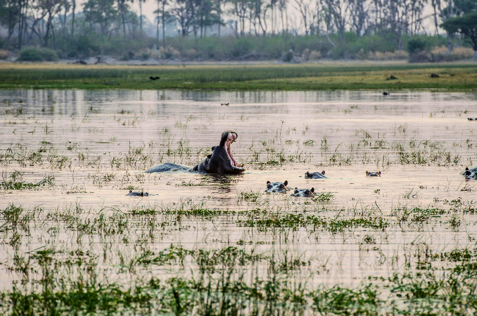 Hippo, Botswana