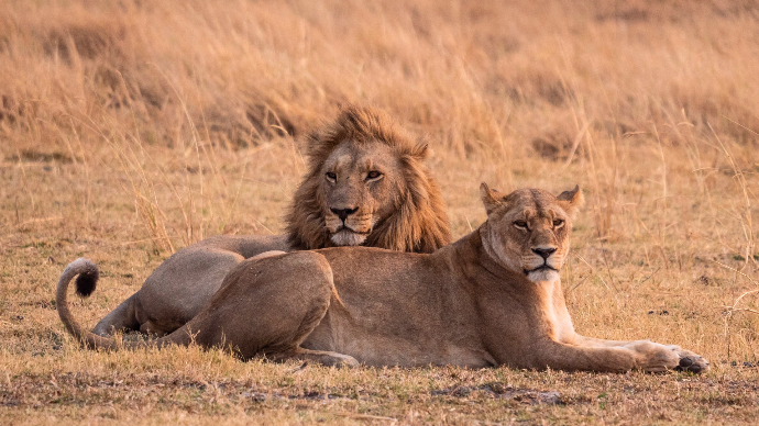 Lions, Botswana