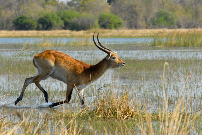 Antelope, Botswana