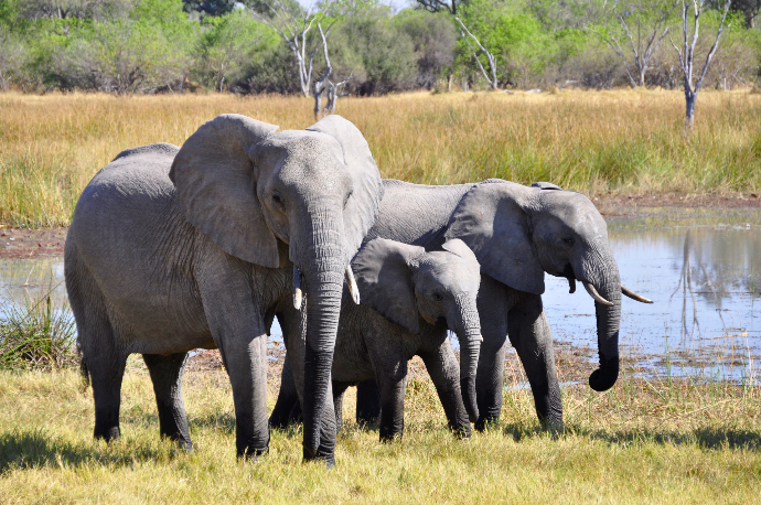 Elephants, Botswana