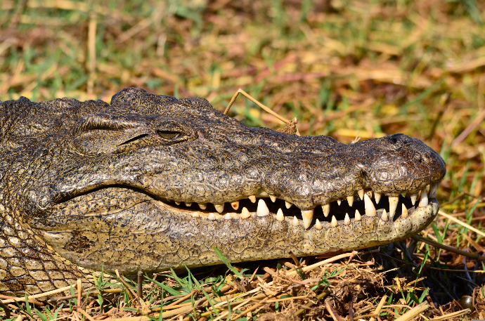 Crocodile, Botswana