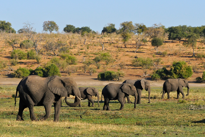 Elephants, Botswana
