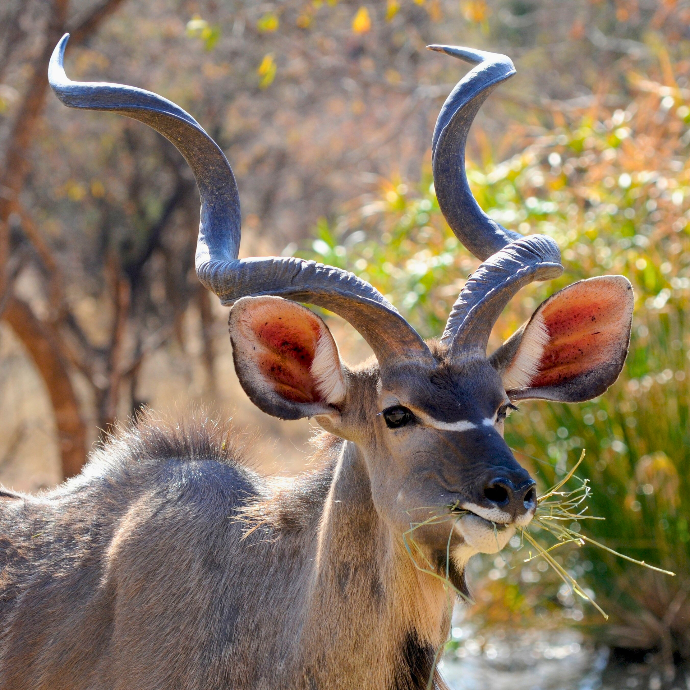 Antelope, Botswana