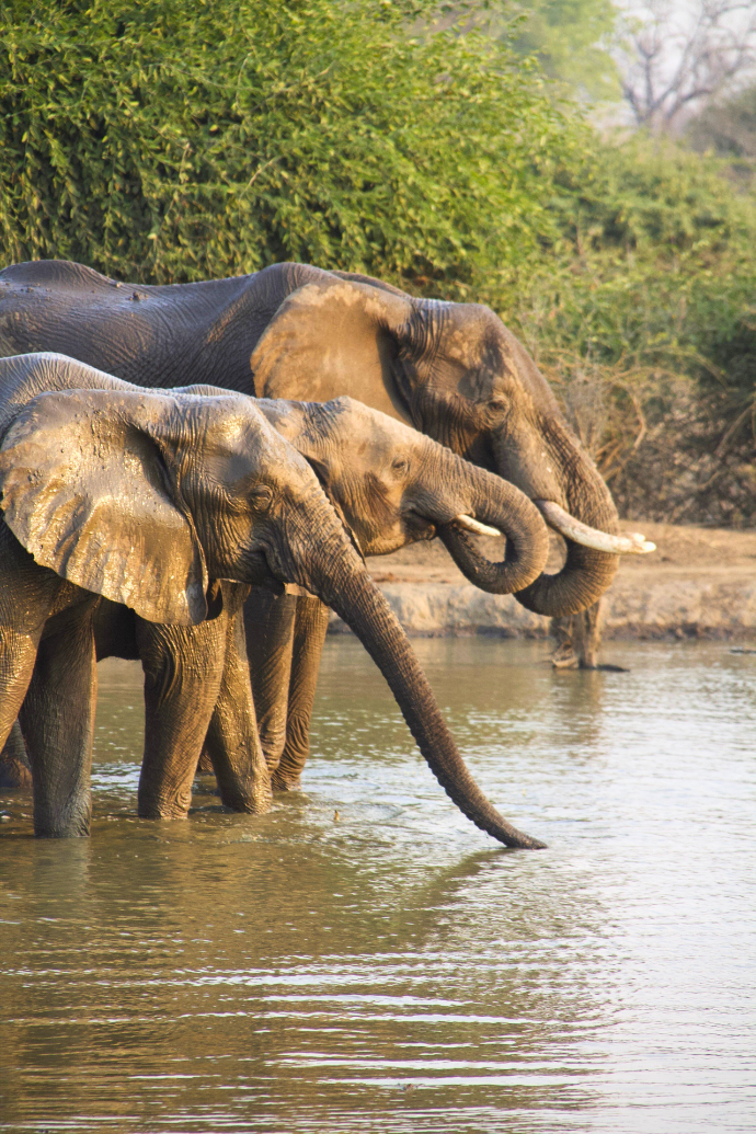Elephants drinking from a river in Zambia