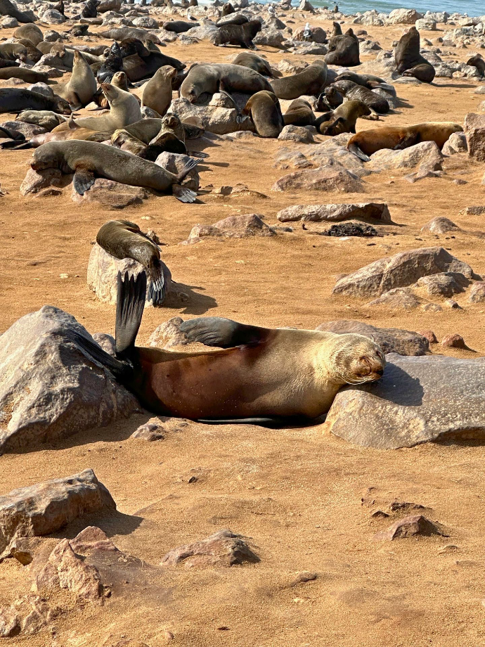 Seal Colony