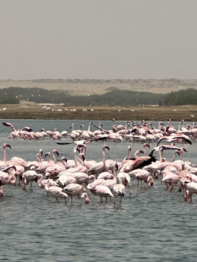 flamingoes on the namibian coast