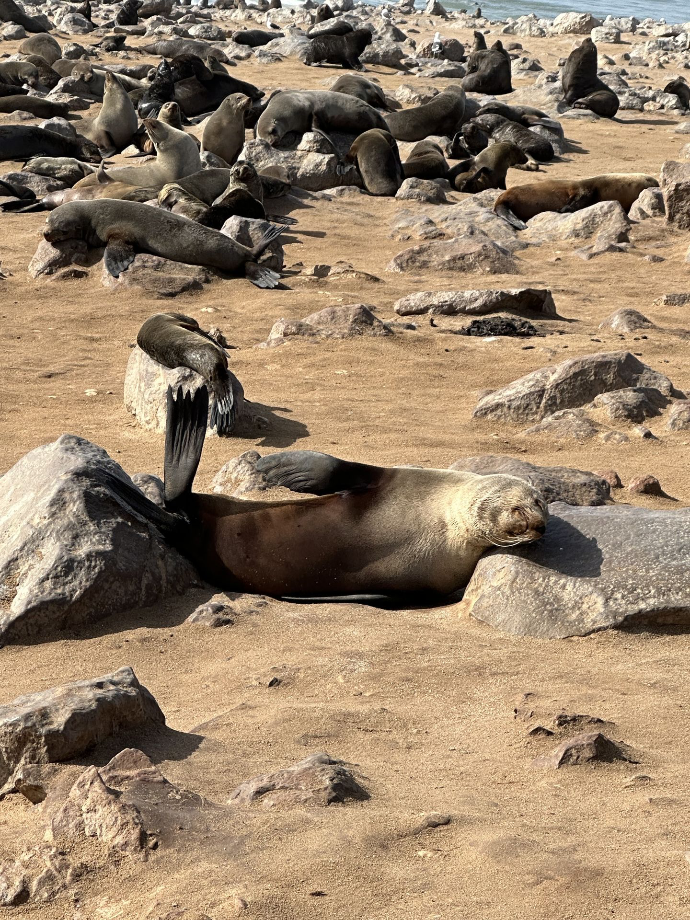 Cape Cross seal colony