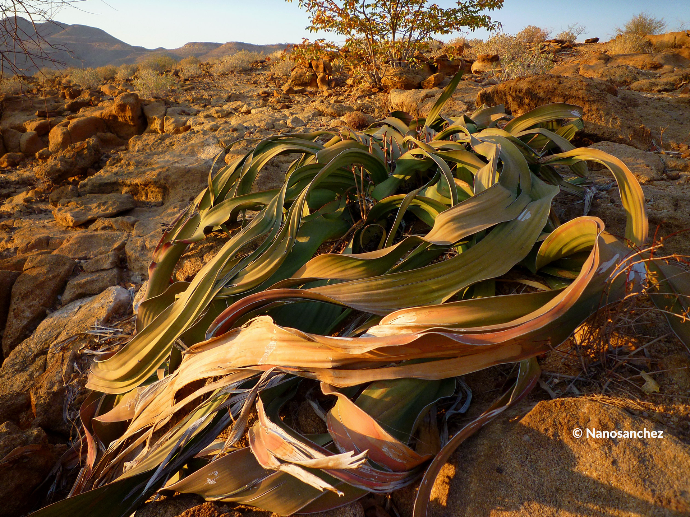Welwitschia mirabilis