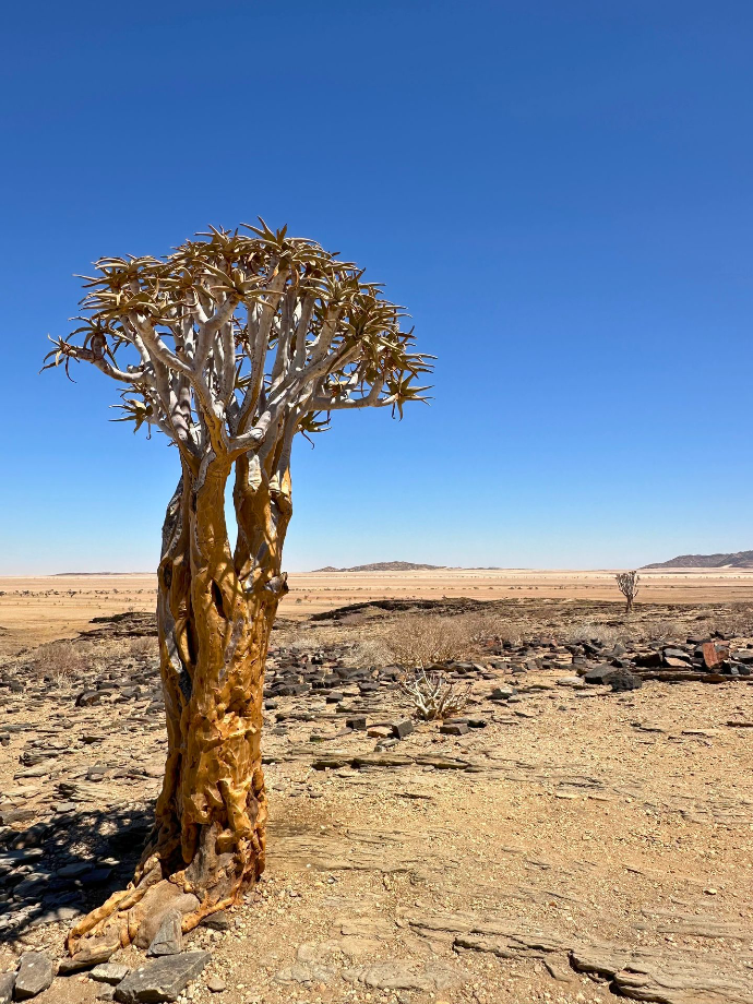 Plant in Namibia