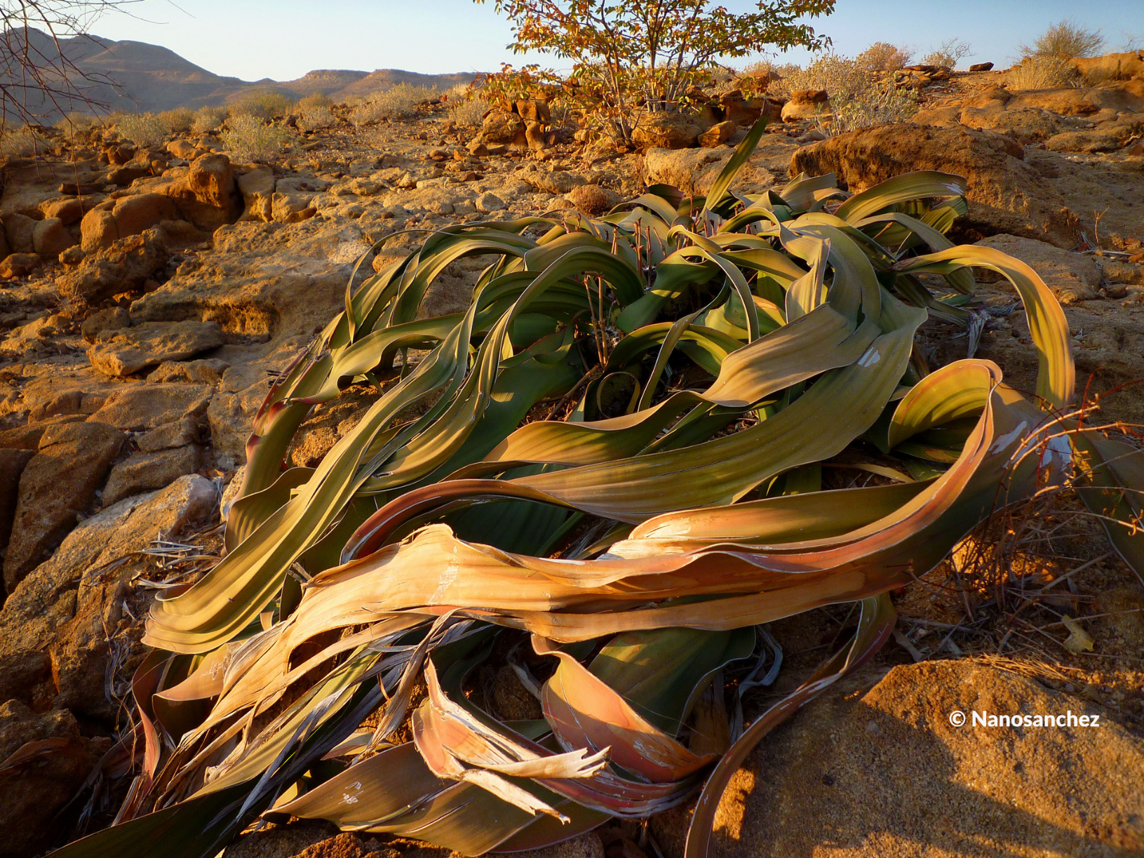 Welwitschia mirabilis