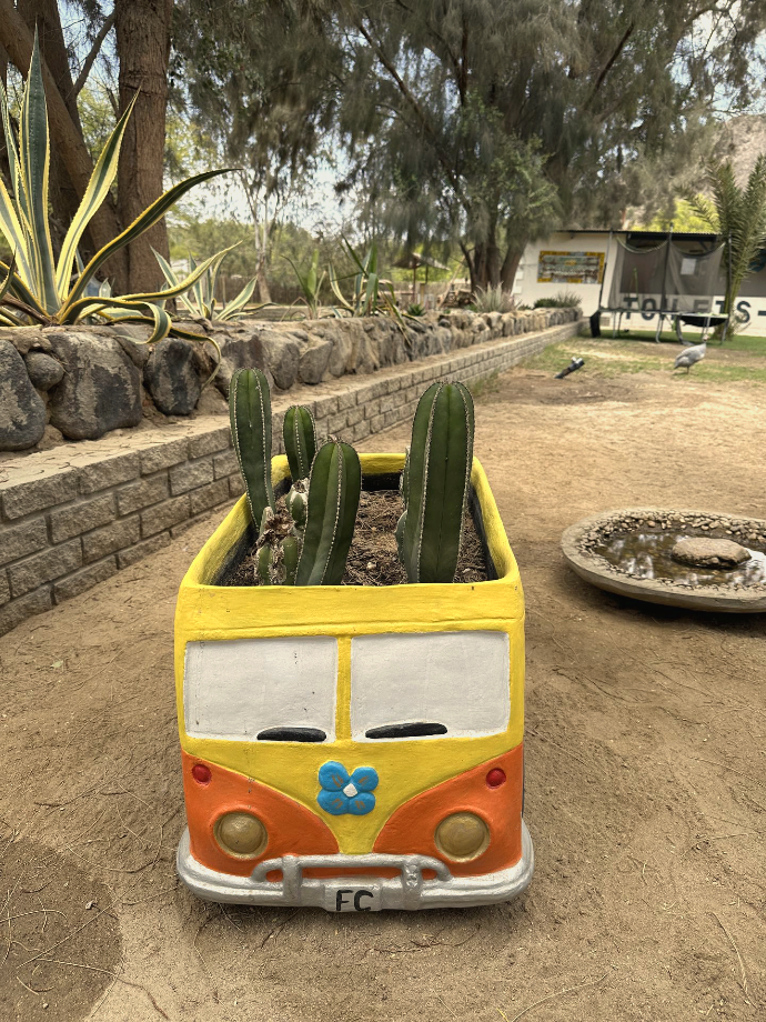 Cactus decoration in Namibia
