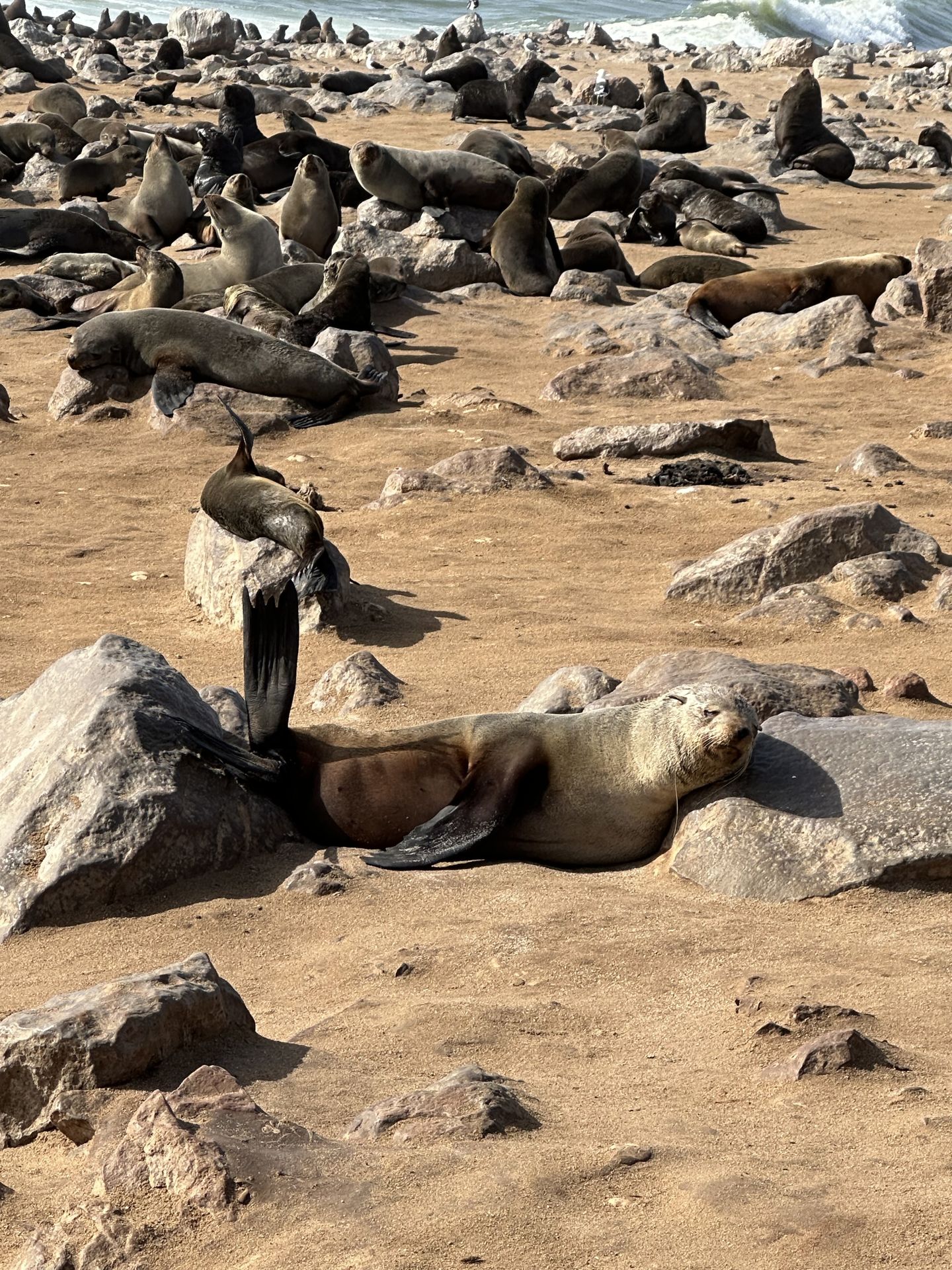 Cape cross seal colony