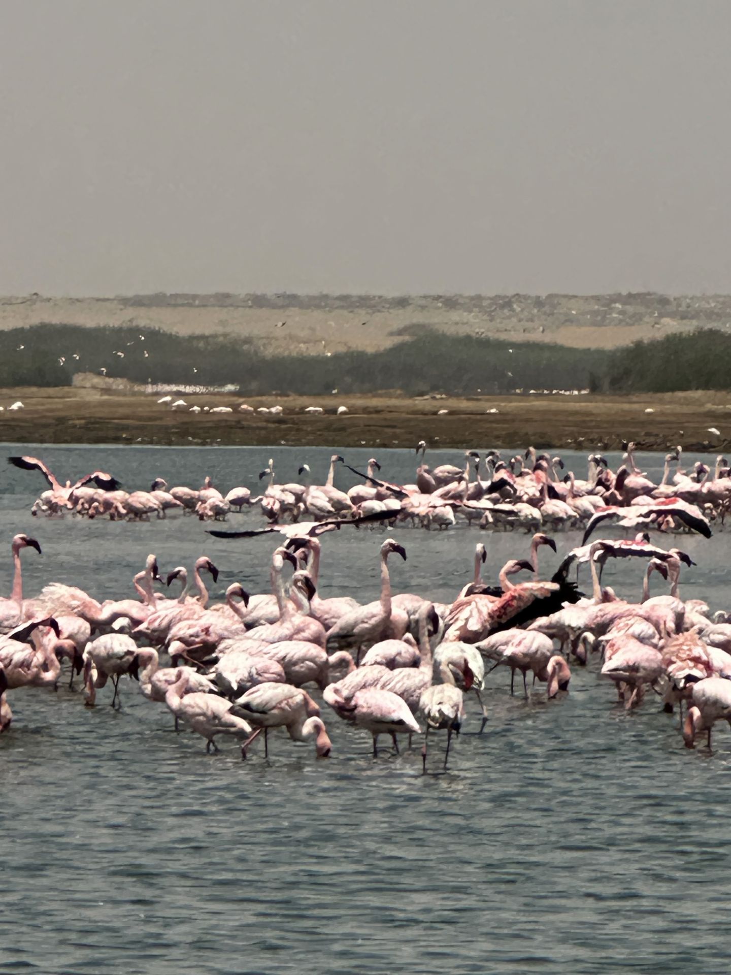 Flamingoes in Swakopmund area