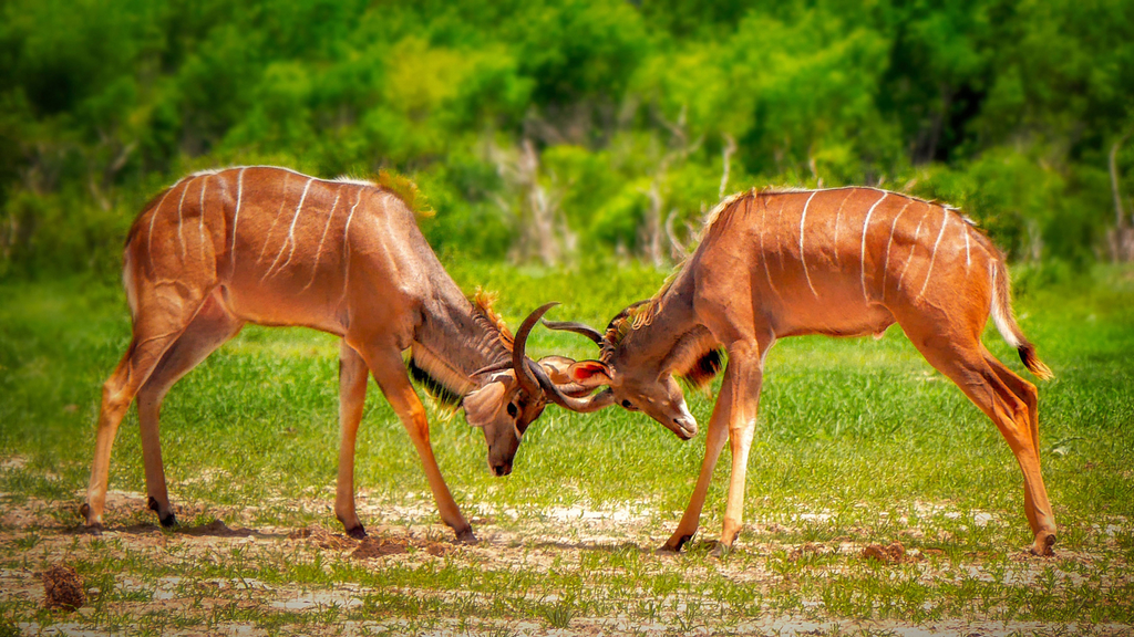5-Day Namibia Wildlife & Desert Tour