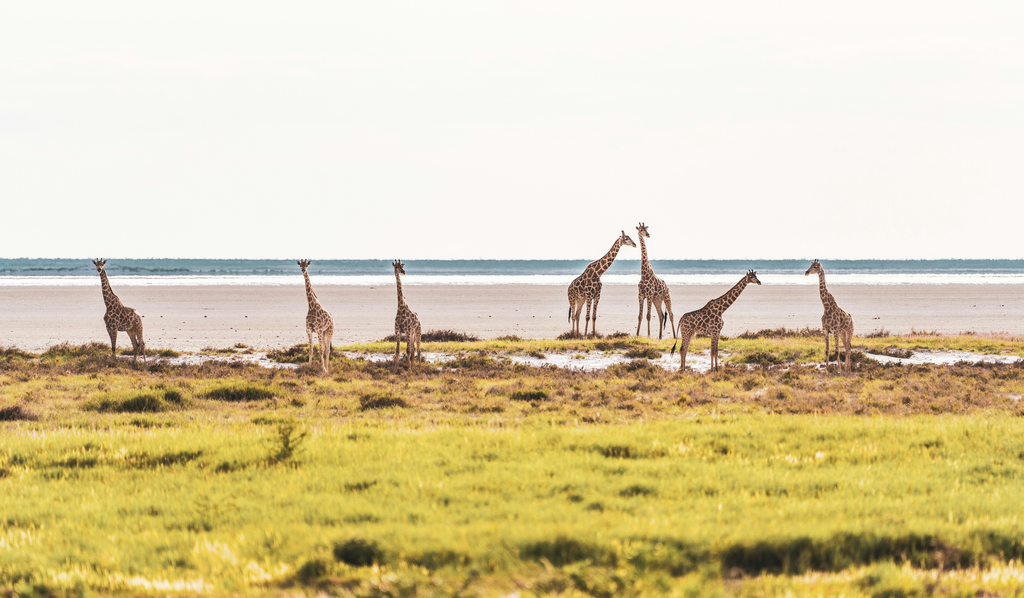 6-Day Etosha Wildlife Express